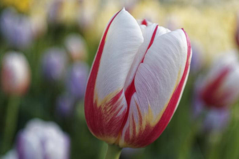 Hvid Tulipan Smukkeste Natur Wallpaper