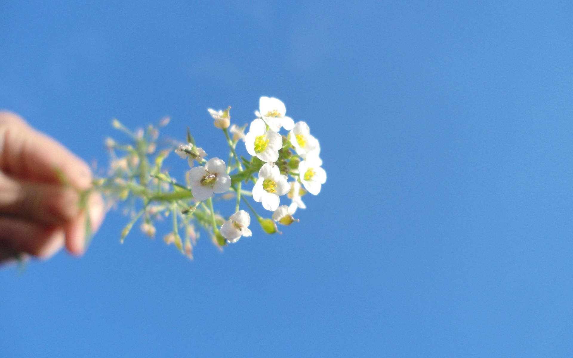 Hvide Blomster Med Smuk Blå Himmel Wallpaper