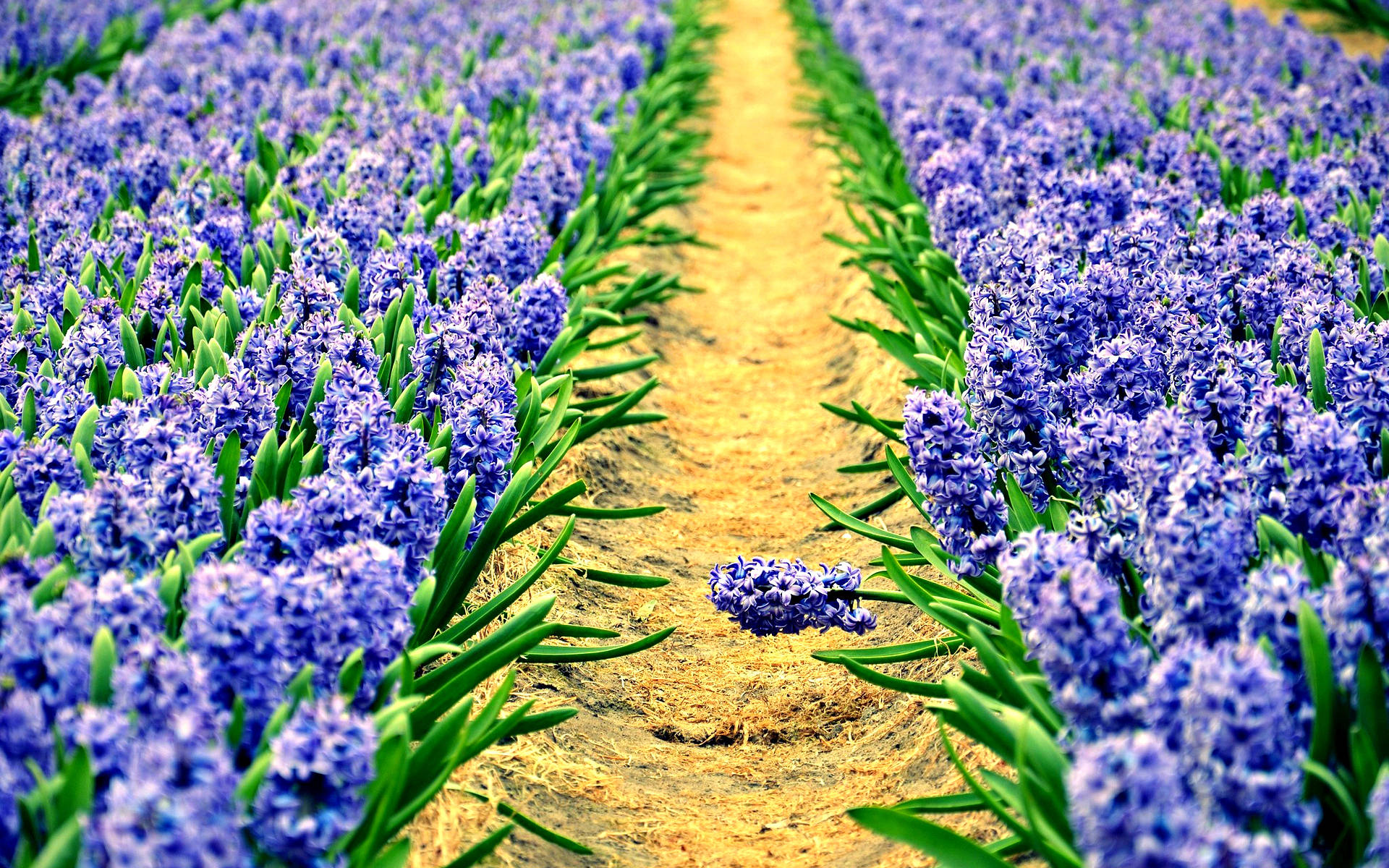 Hyacinth Dirt Path Wallpaper