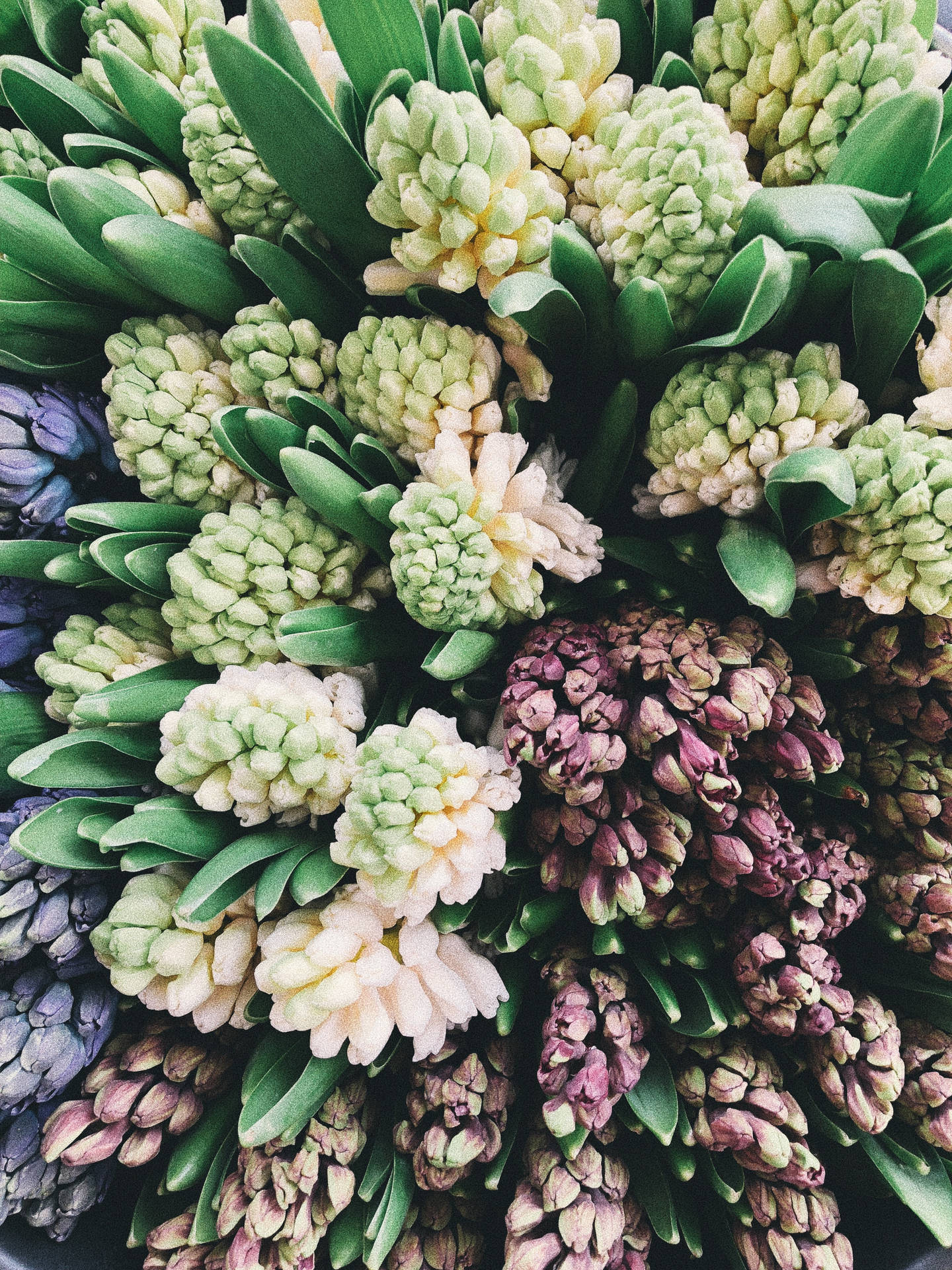 Hyacinth Flowers In The Market