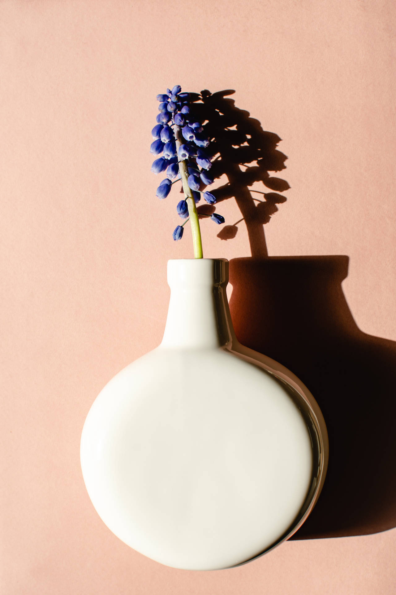 Hyacinth In White Vase