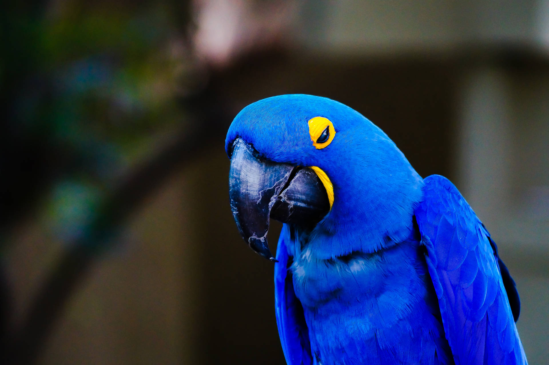 Download Hyacinth Macaw Beautiful Birds Wallpaper 