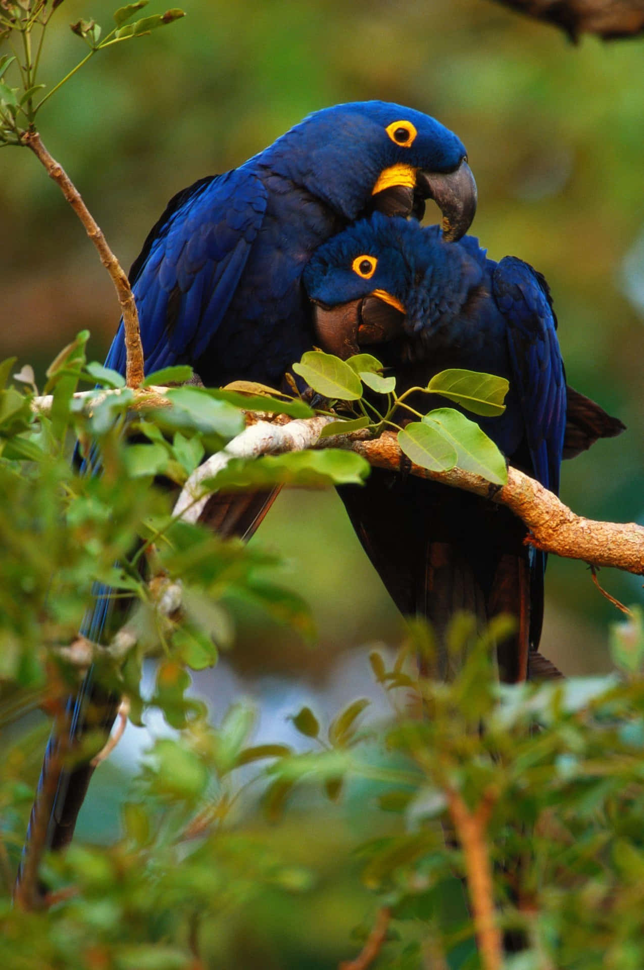 Hyacinth_ Macaws_ Perched_ Together Wallpaper