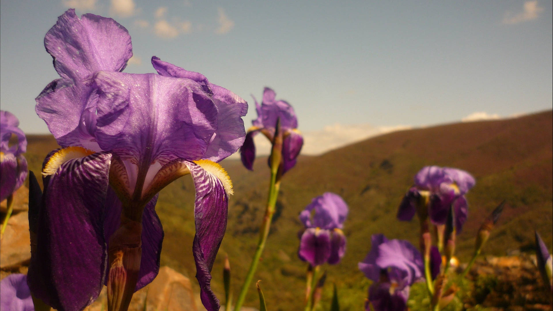 Hybrid Dutch Iris Flowers