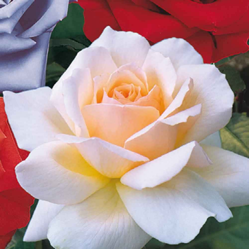 Blooming Hybrid Tea Roses in Vibrant Colors Wallpaper