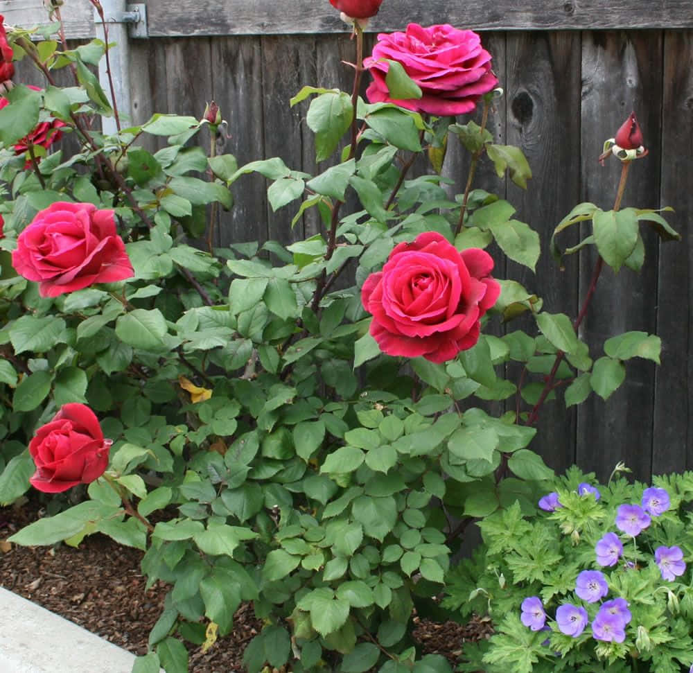 Captivating Hybrid Tea Roses Wallpaper