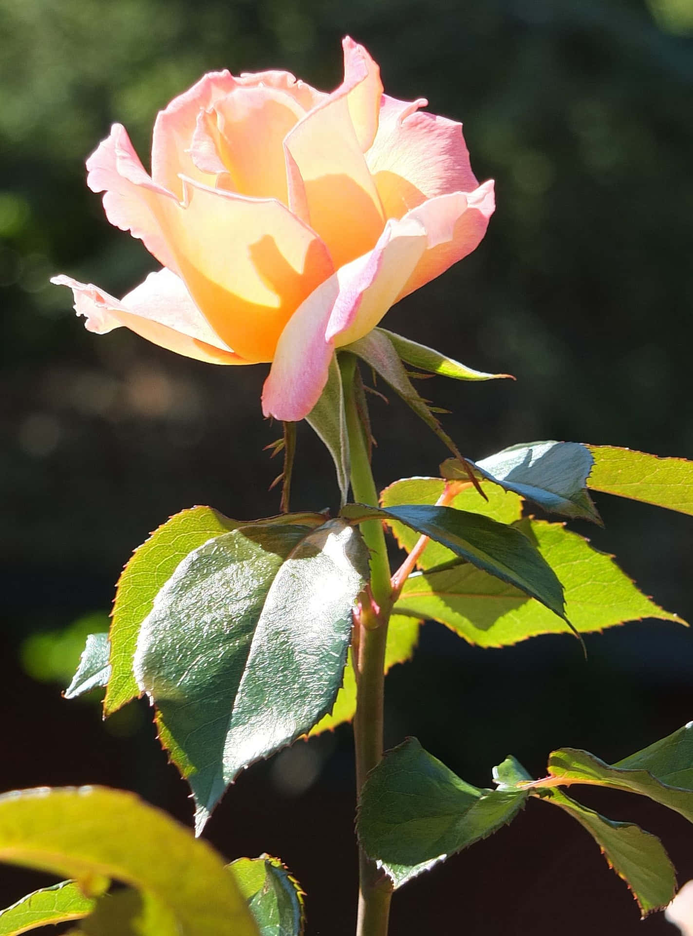 A vibrant bouquet of hybrid tea roses nestled in a garden setting. Wallpaper