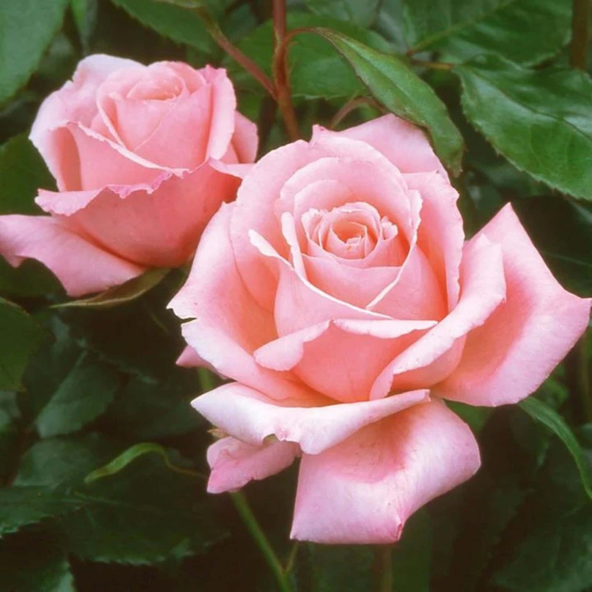 Download Stunning Hybrid Tea Roses in Full Bloom Wallpaper | Wallpapers.com