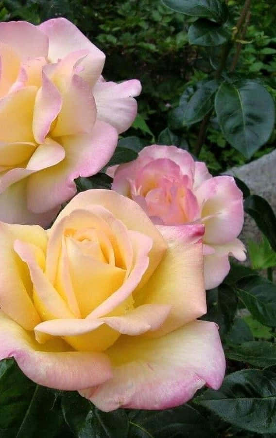 Blooming Hybrid Tea Roses in Vibrant Colors Wallpaper