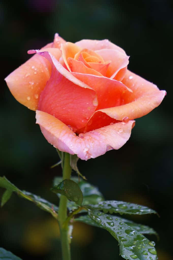 Blooming Hybrid Tea Roses in a Lush Garden Wallpaper