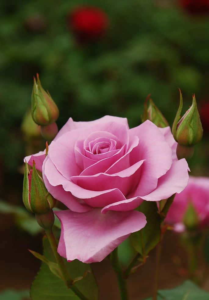 Stunning Hybrid Tea Roses in Full Bloom Wallpaper