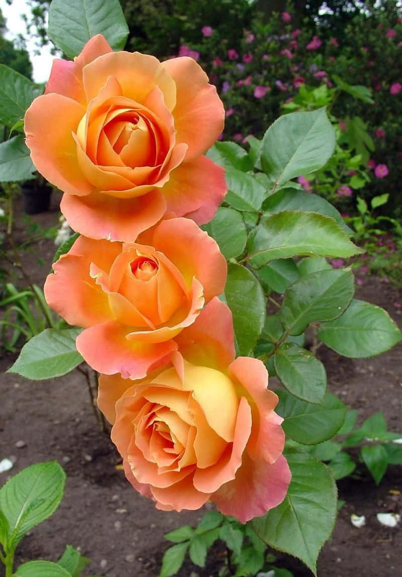 A beautiful bouquet of Hybrid Tea Roses Wallpaper