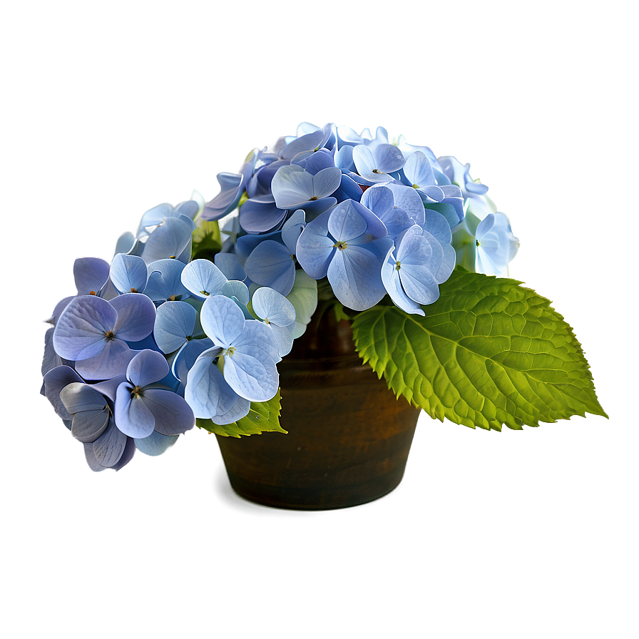 Hydrangea Arrangement Png 96 PNG