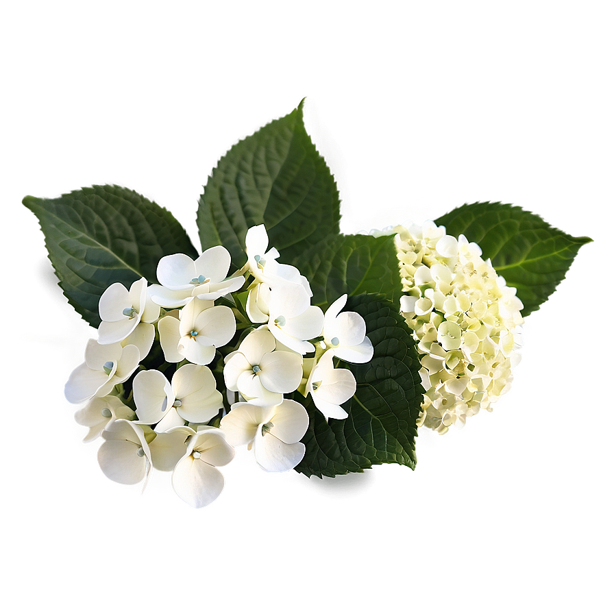 Hydrangea Arrangement Png Kff10 PNG