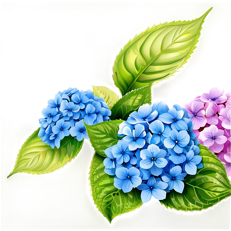 Hydrangea Background Png 05242024 PNG