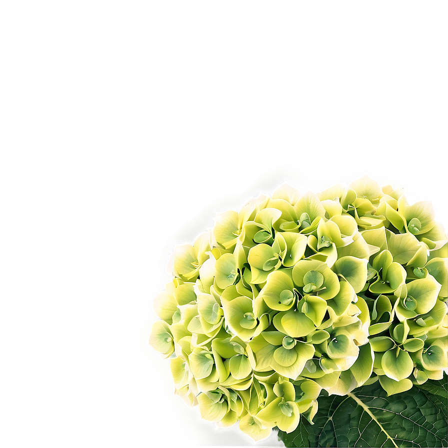 Hydrangea Background Png 23 PNG