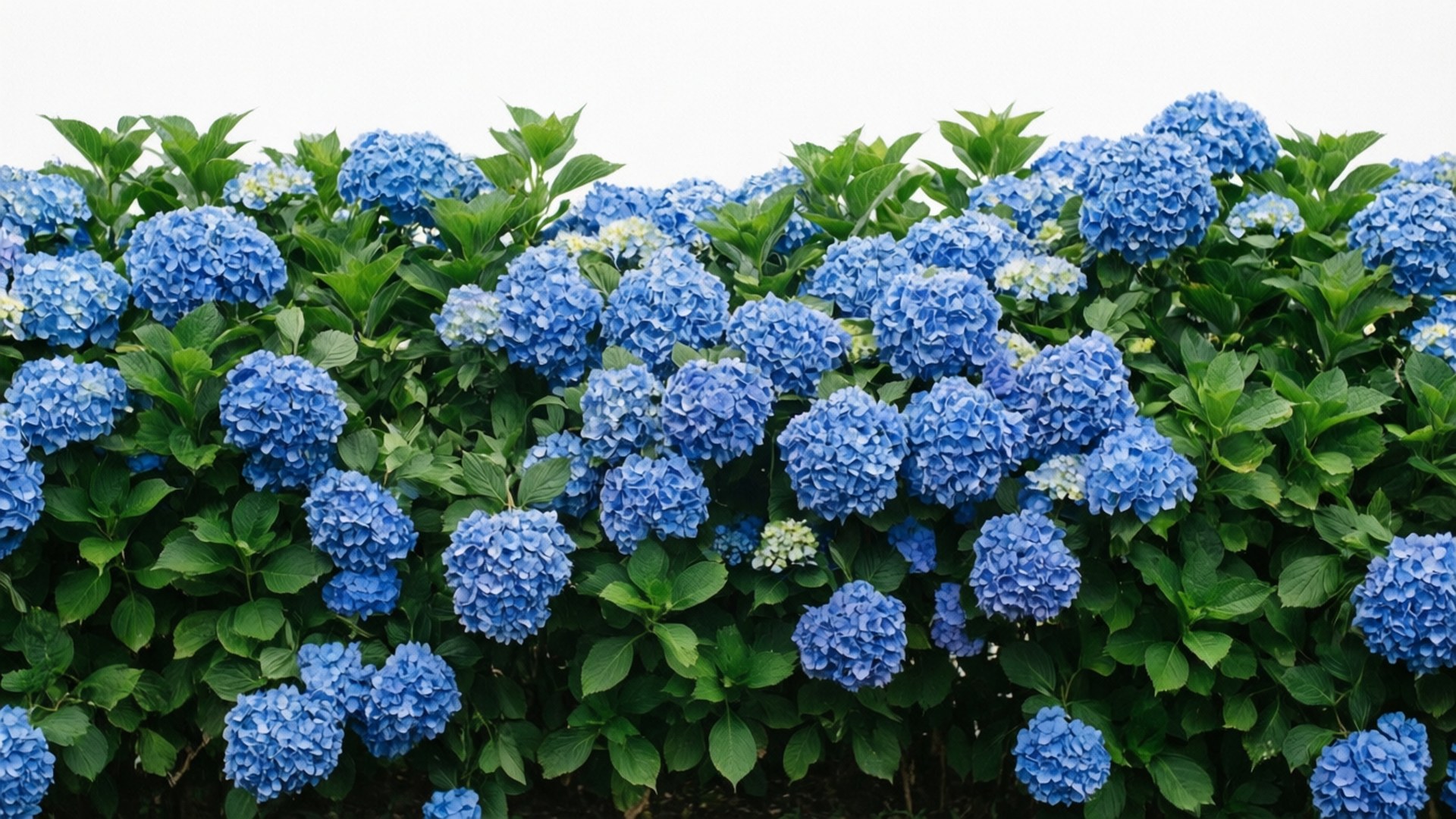 Batas Biru Hydrangea Wallpaper