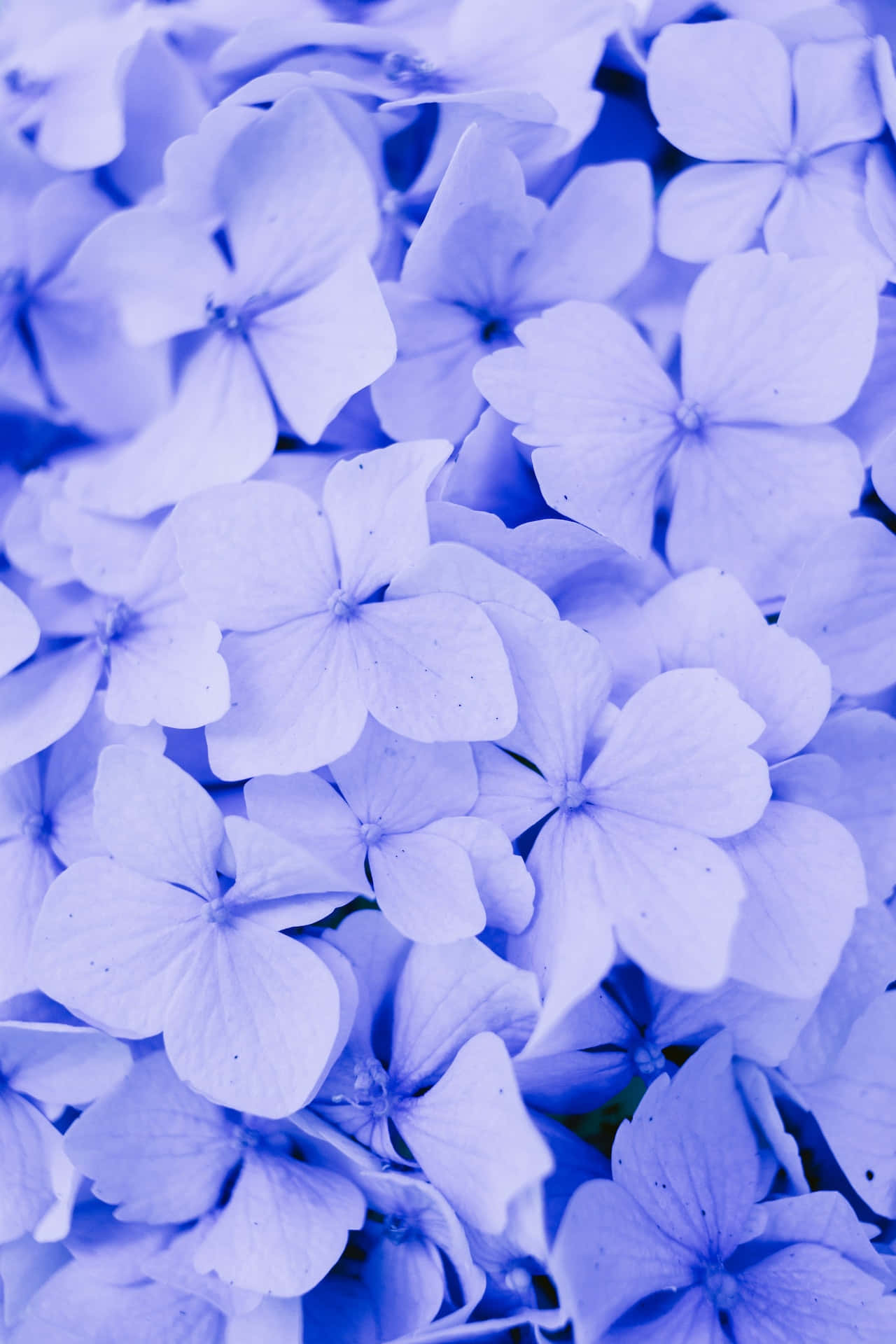Hydrangeablaue Blumen Handy Wallpaper