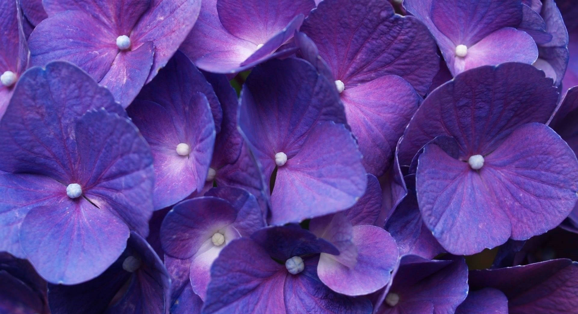 Hydrangea Bunke Plant Purpur Blomster Skov Tapet Wallpaper