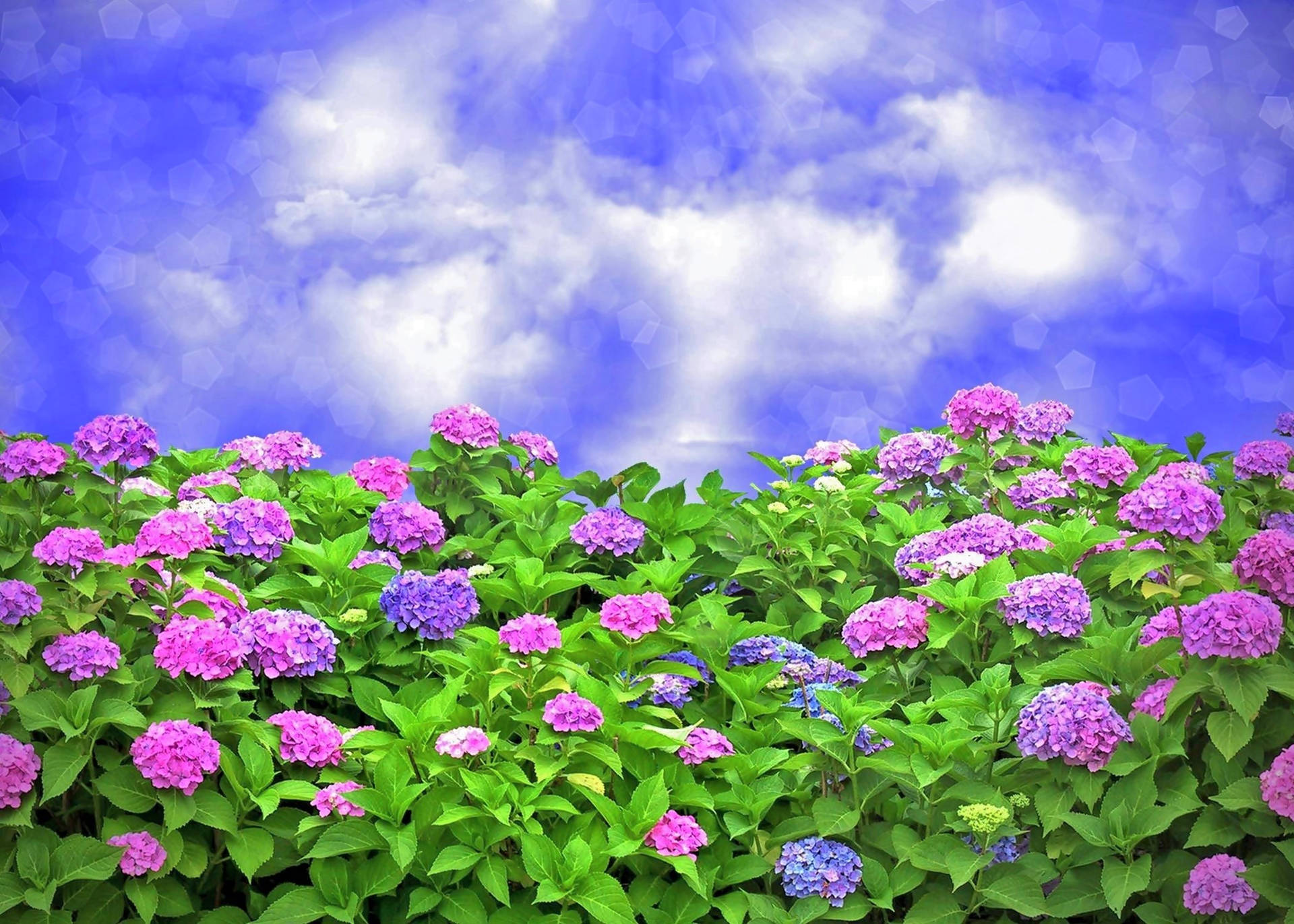 Arbustosde Hortensias Con Cielo Azul Fondo de pantalla