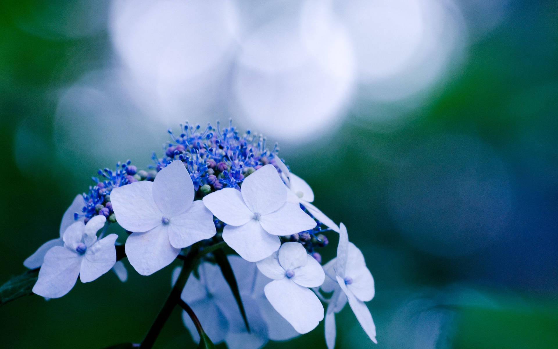Acercamientoa La Hortensia Con Flores Blancas Fondo de pantalla