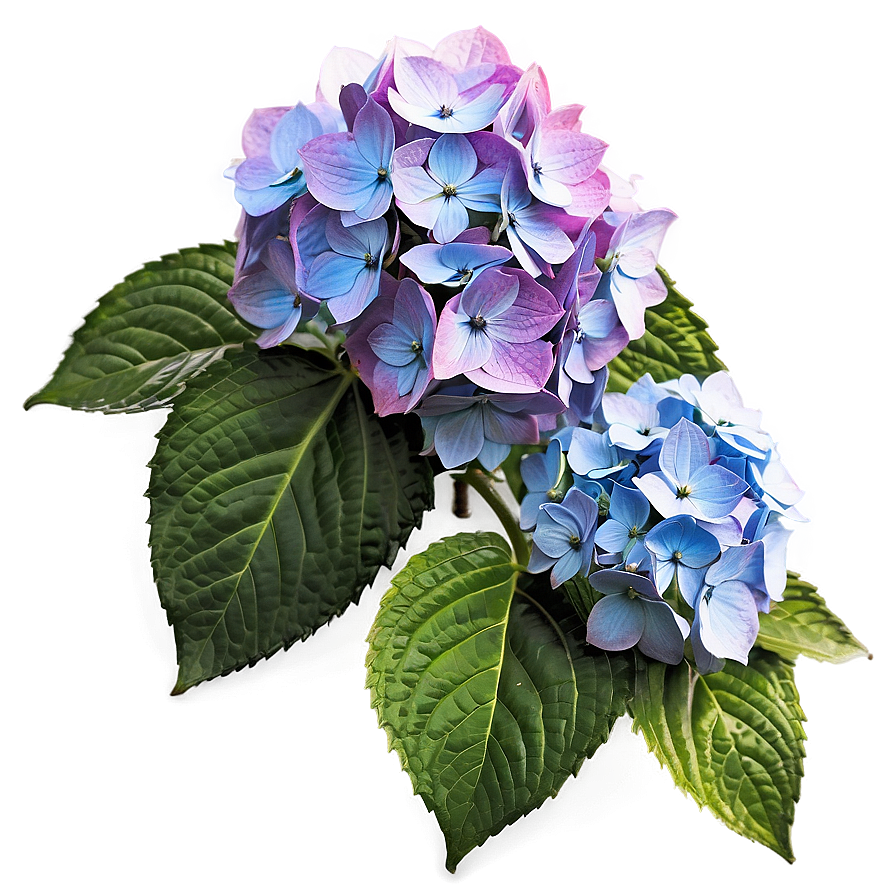 Hydrangea Cluster Png 05242024 PNG