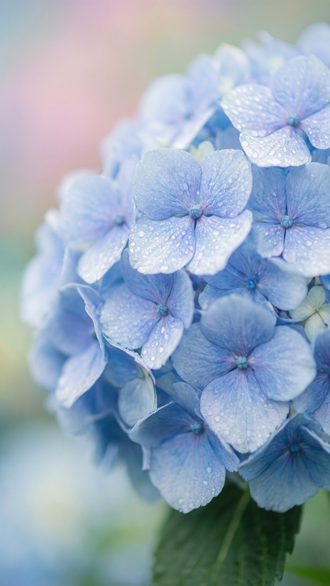 Hortensia Dug Wallpapers