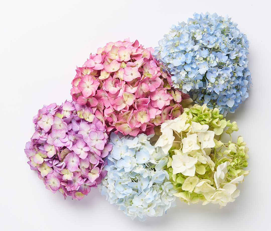 Hydrangea Flowers In Different Colors Wallpaper