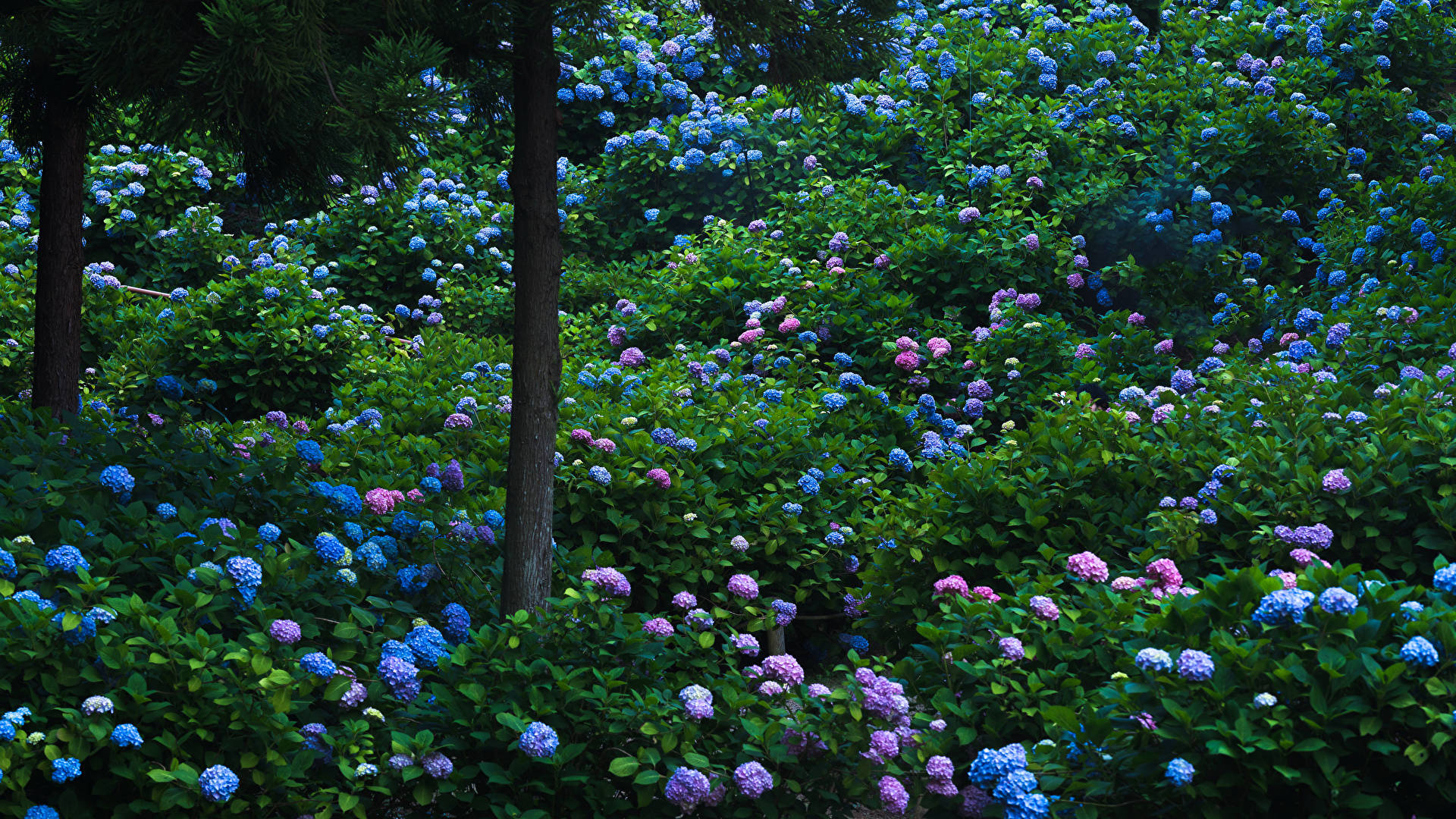 Hydrangea Flowers In Forest Wallpaper