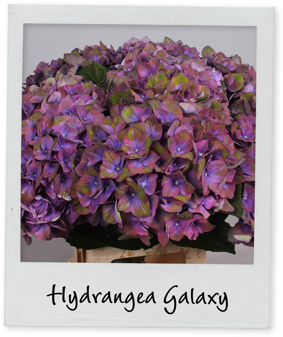 Hydrangea Galaxy Floral Display PNG