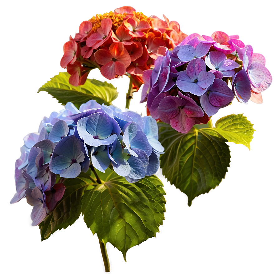 Hydrangea In Sunlight Png Xjb64 PNG