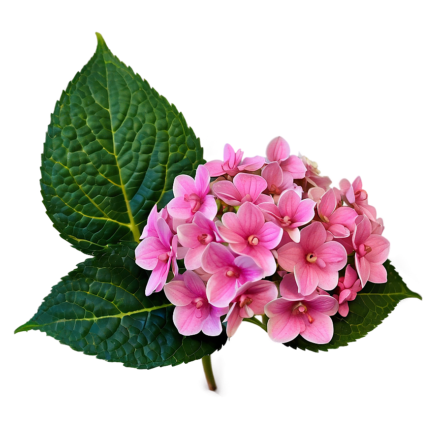 Hydrangea Macrophylla Png Kkq PNG