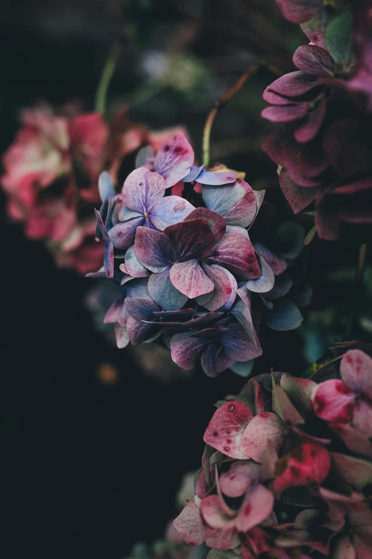 Hortensia Macrophyllain In Tinten Van Paars Achtergrond