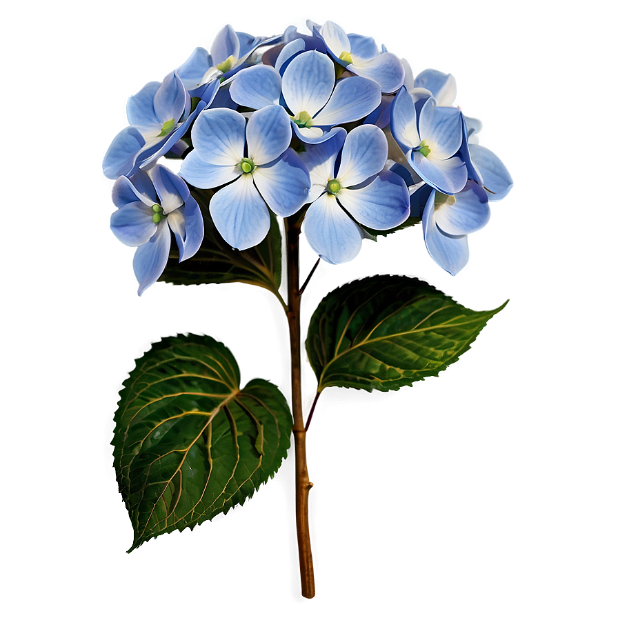 Download Hydrangea Pattern Png 37 | Wallpapers.com