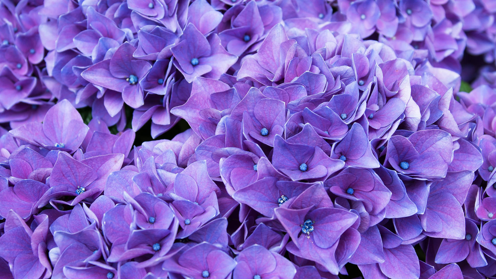 Florde Hortensia Púrpura Fondo de pantalla