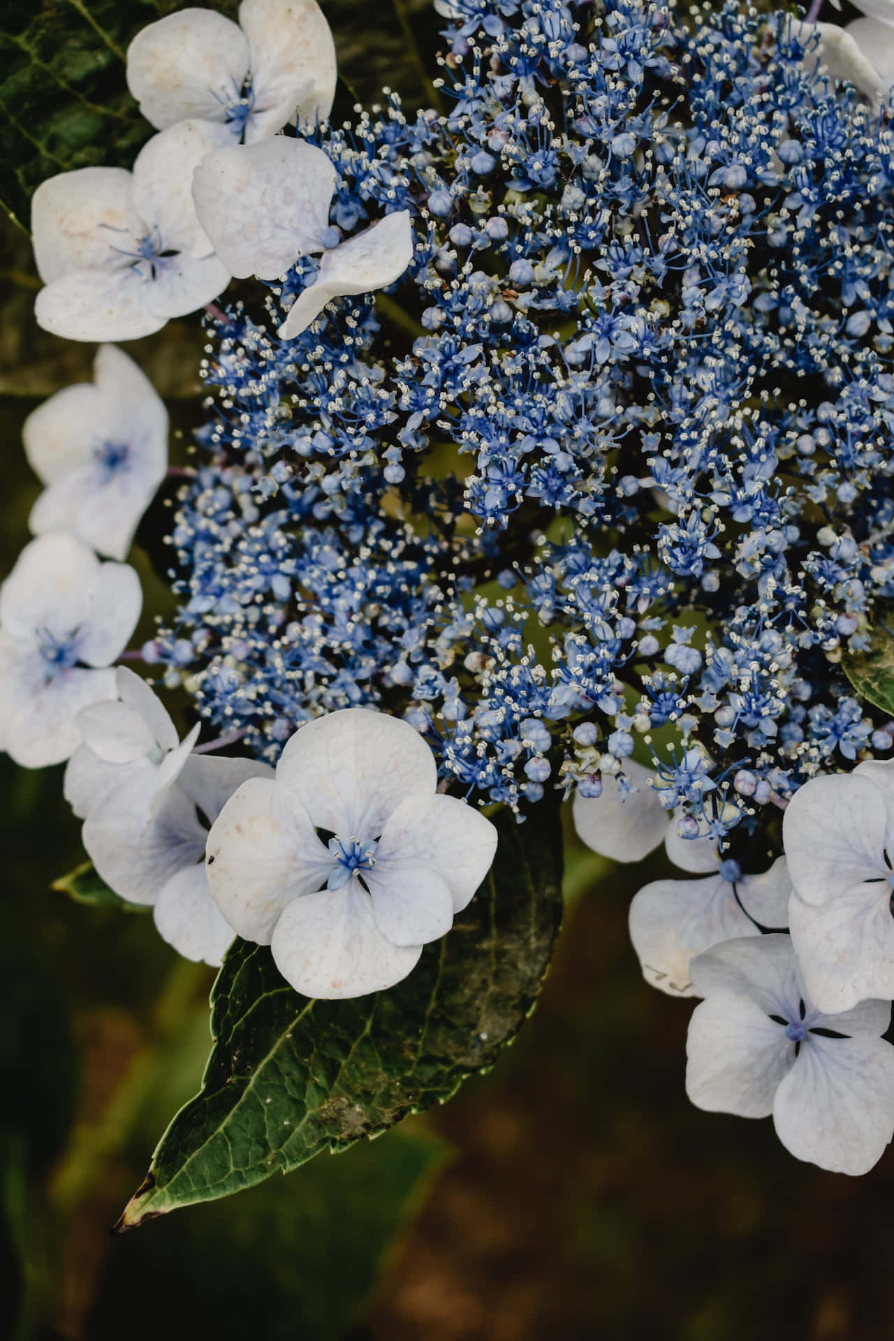 Teléfonocon Fondo De Flores Azules De Hortensia Serrata. Fondo de pantalla