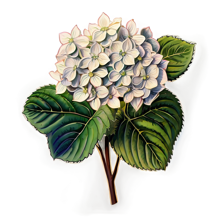 Hydrangea Sketch Png 87 PNG