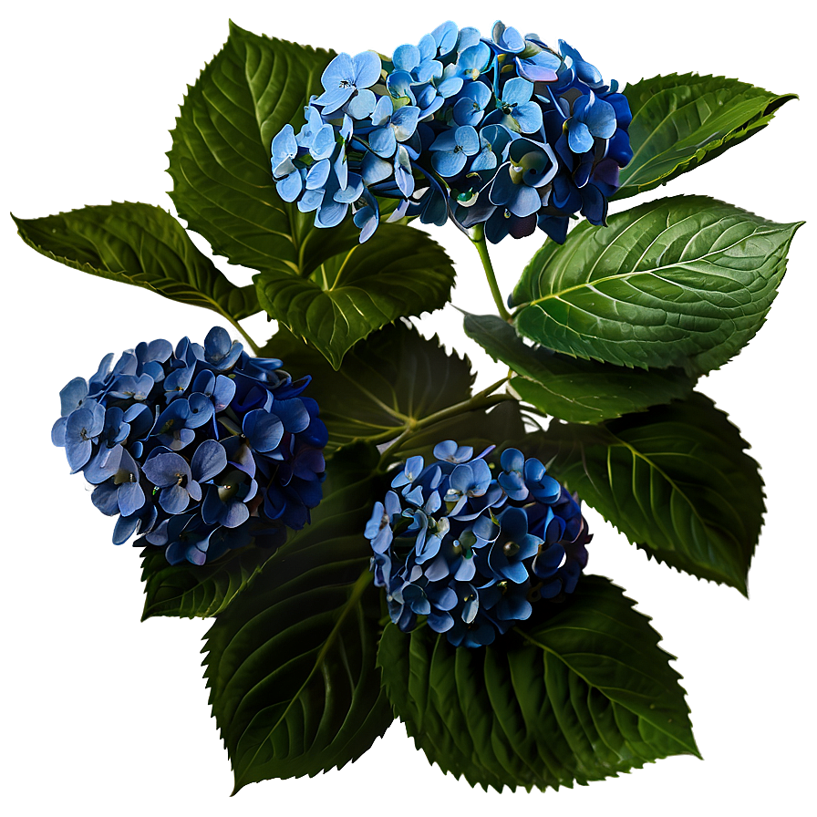 Hydrangea Sketch Png Dbu PNG