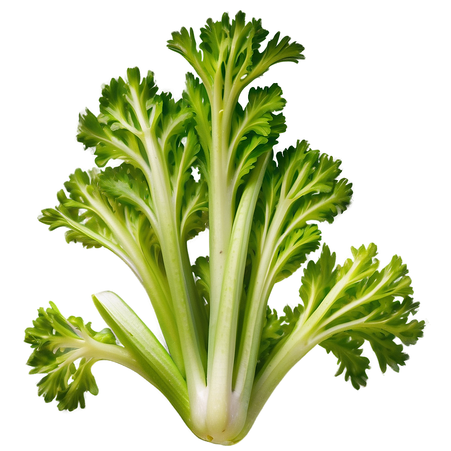 Hydroponic Celery Png 06252024 PNG