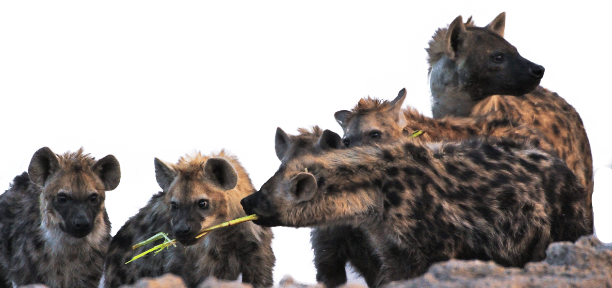 Hyena Family Gathering.png PNG