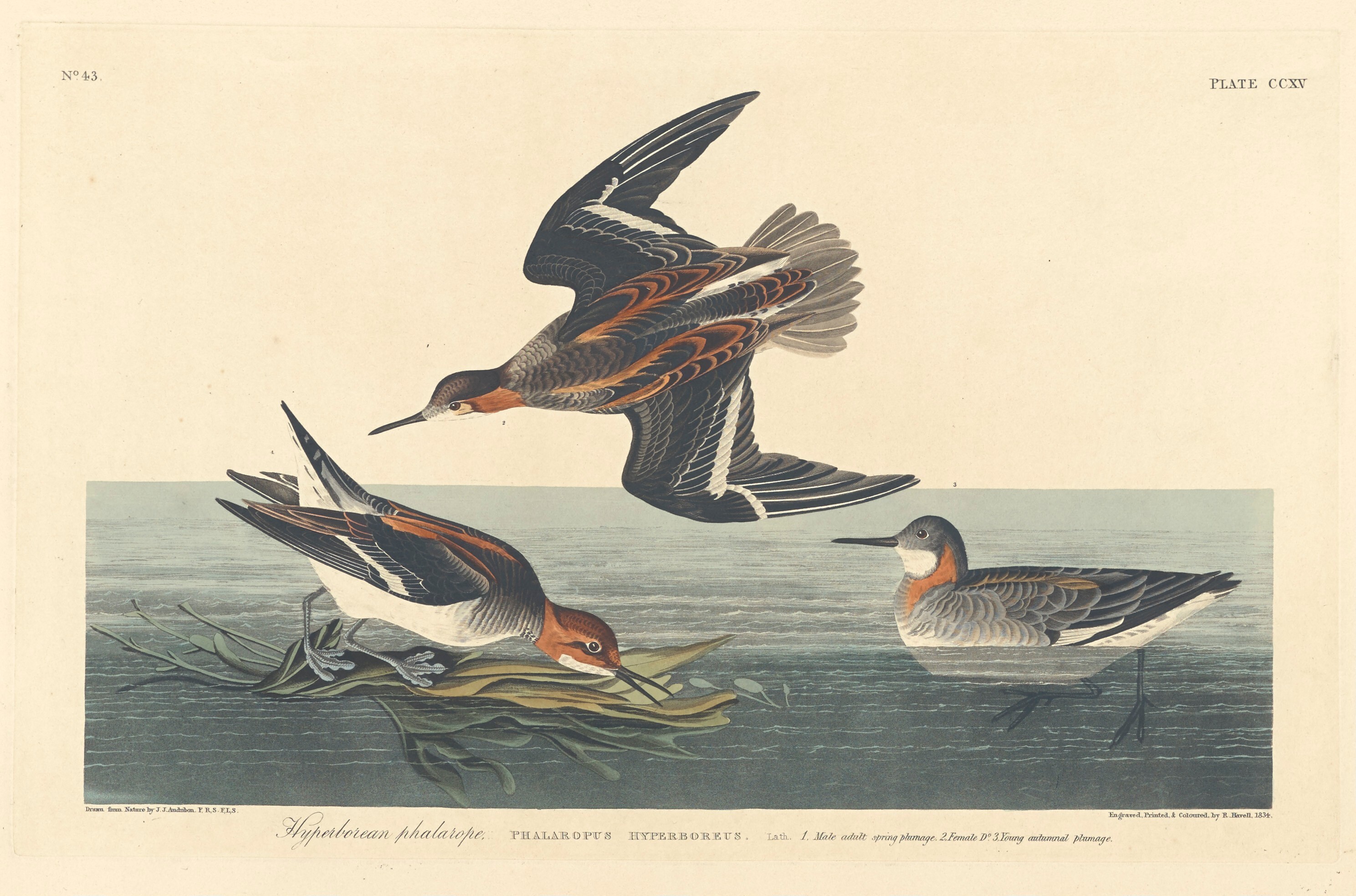 Hyperborean Phalarope Wallpaper