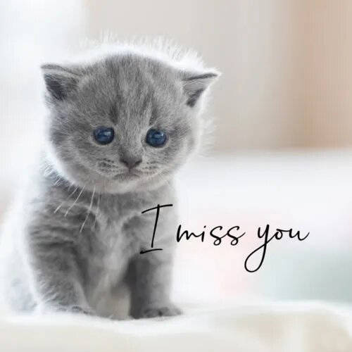 I Miss You Kitten