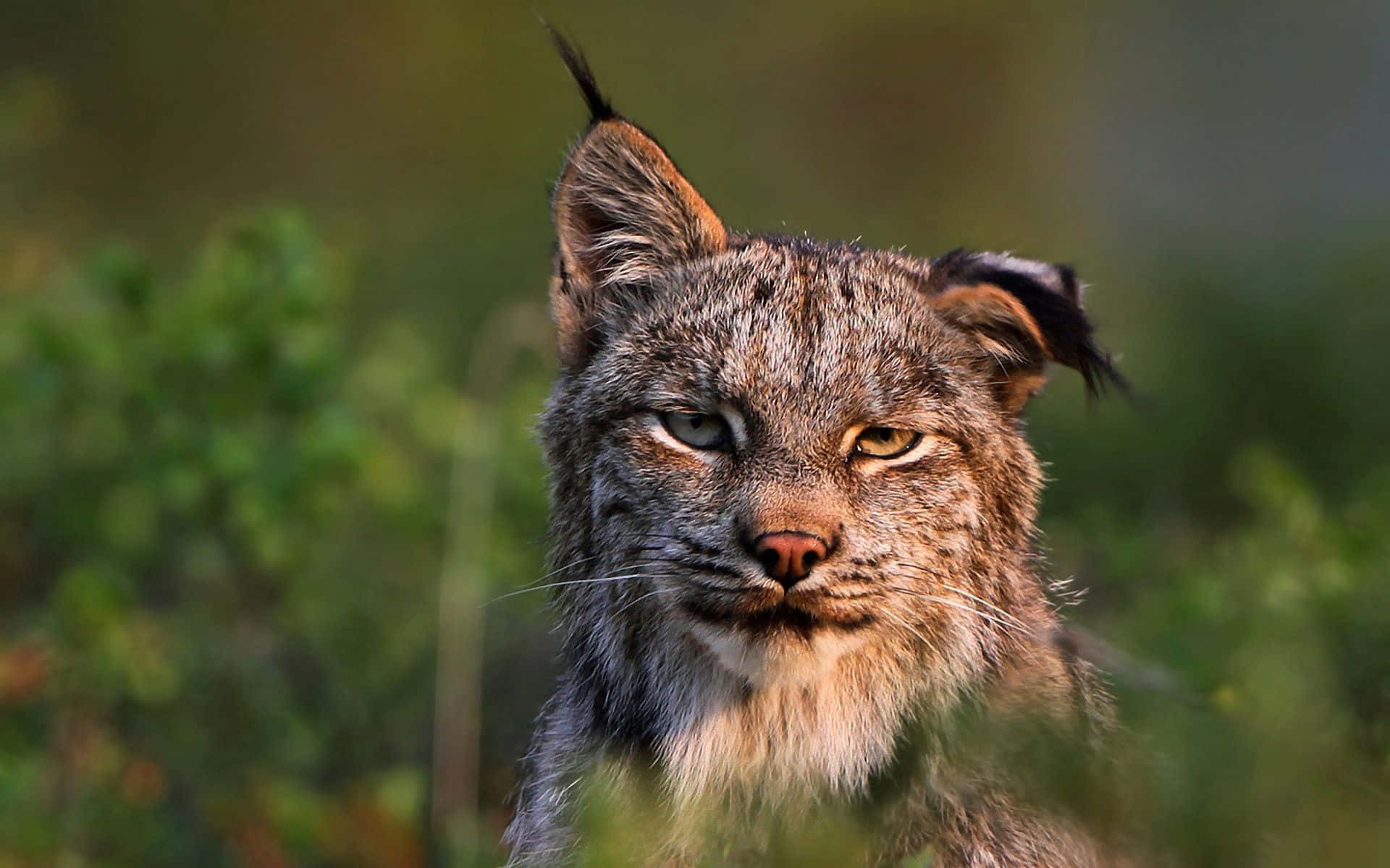 Iberian Lynx Close Up Portrait Wallpaper