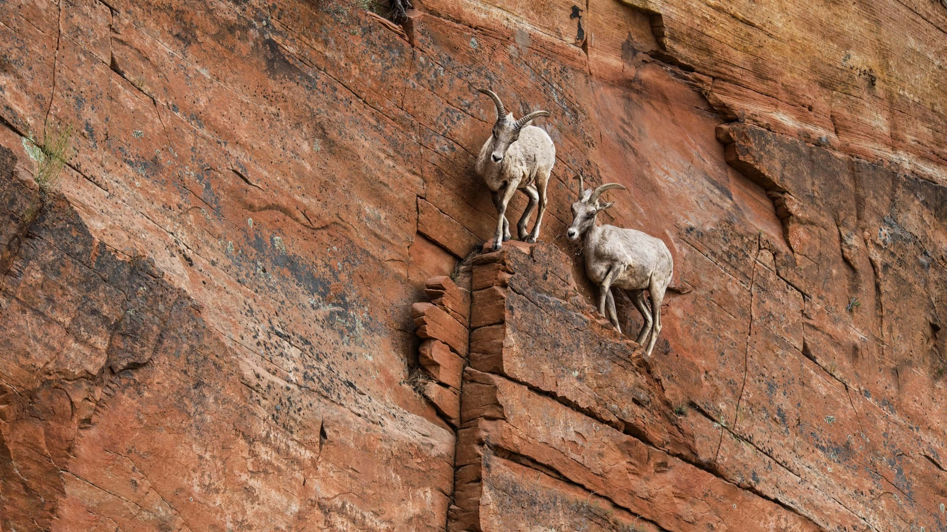 Ibex Pair On Cliff Wallpaper