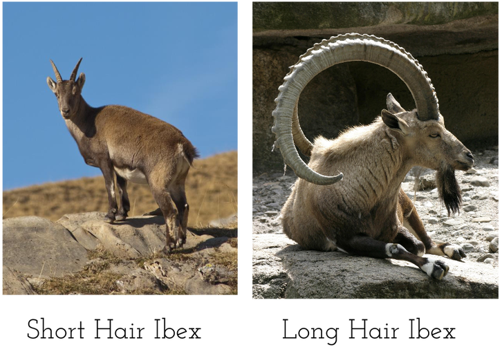 Ibex Varieties Shortand Long Hair PNG