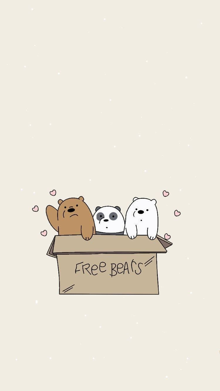 Ice Bear Panda Grizzly In Free Bears Box Background