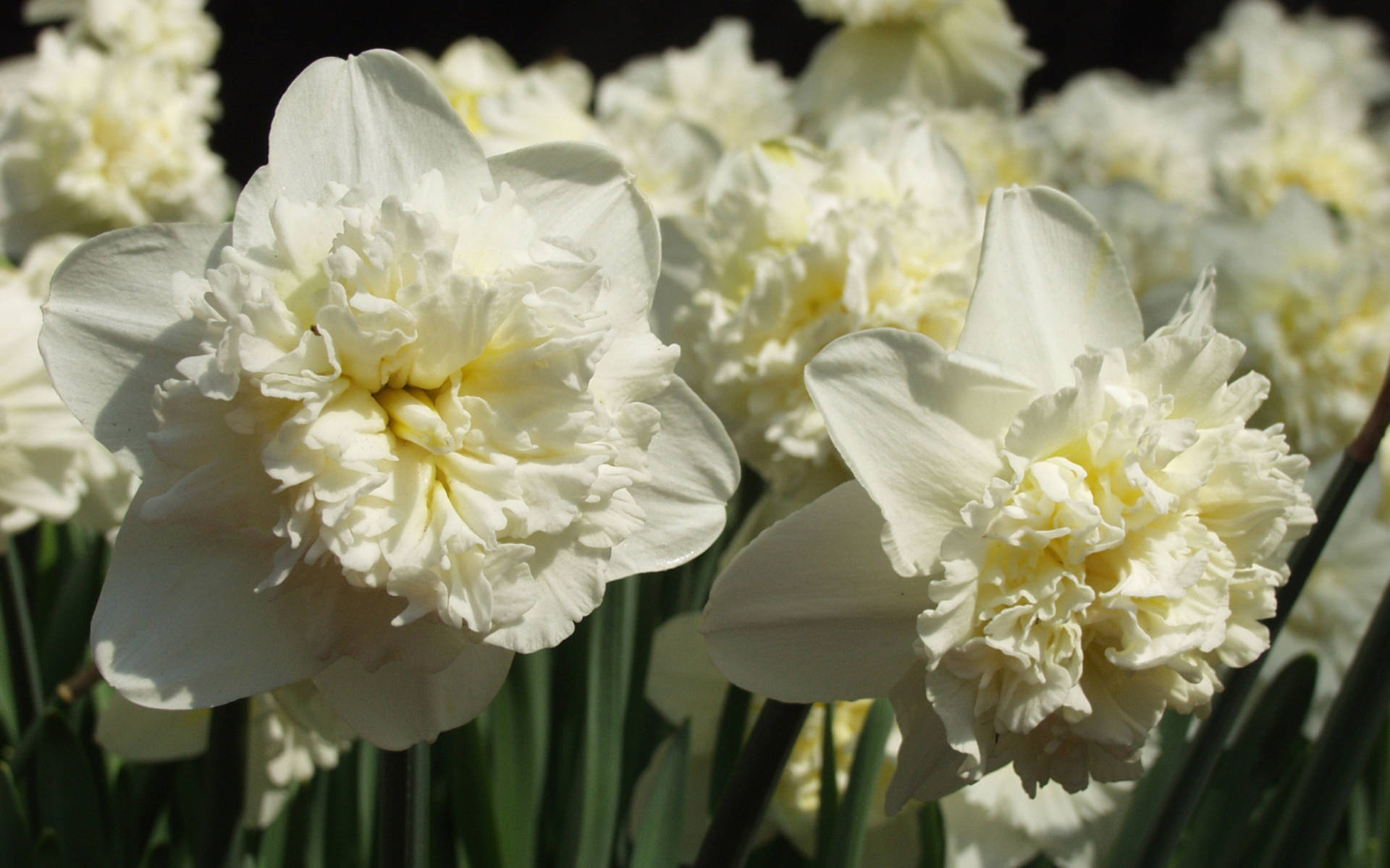 Ice King Narcissus Flowers
