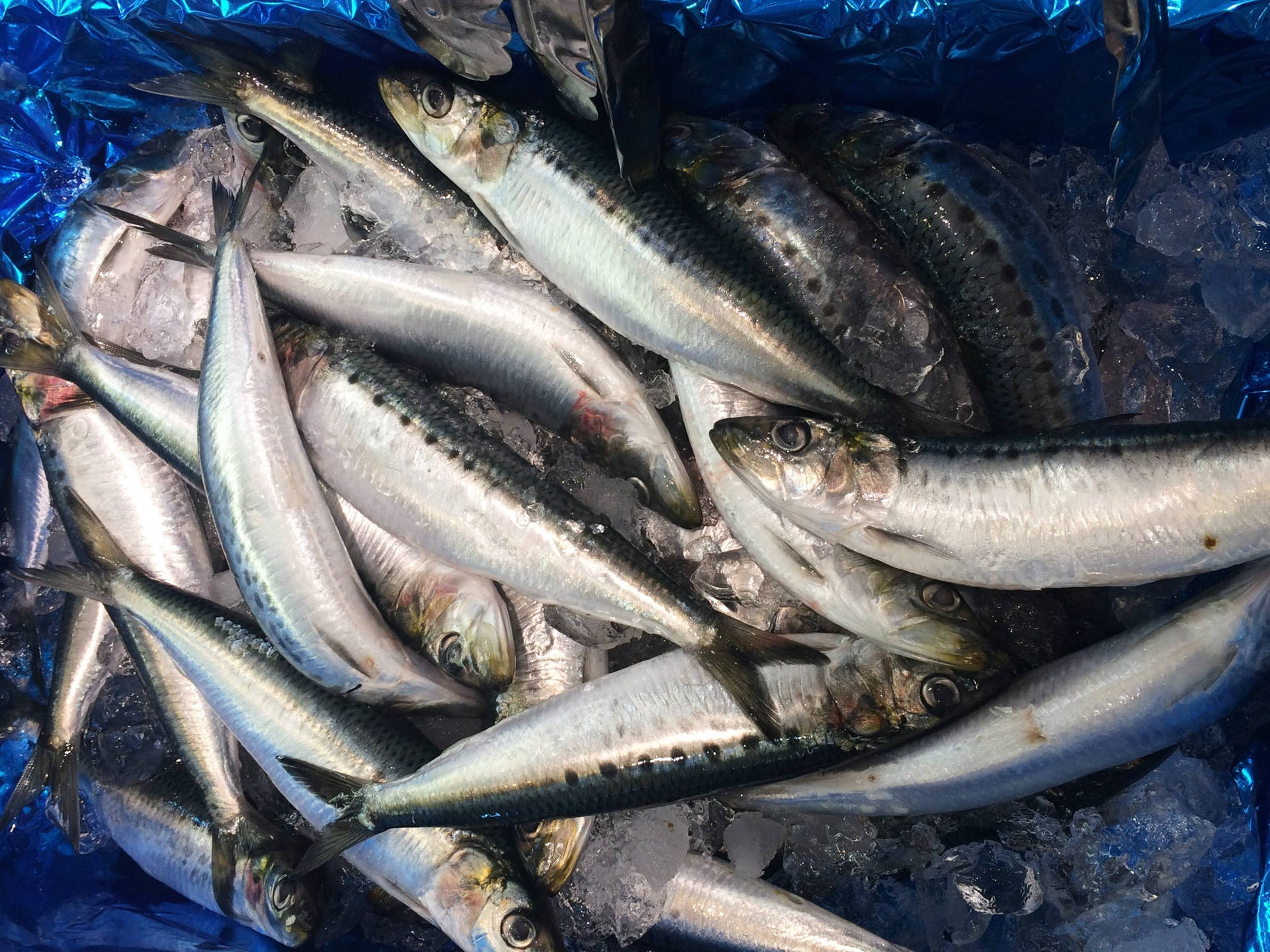 Iserede fisk sardiner Wallpaper