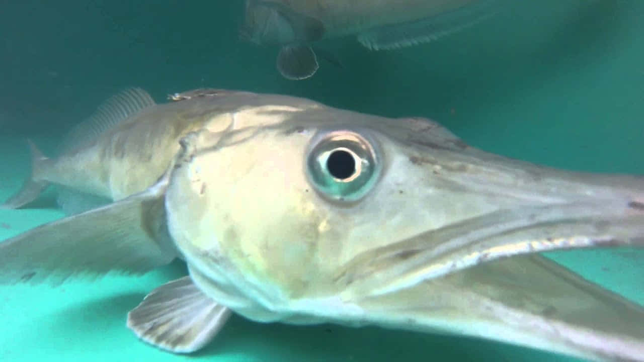 Icefish Swimming Gracefully In The Deep, Icy Waters Wallpaper