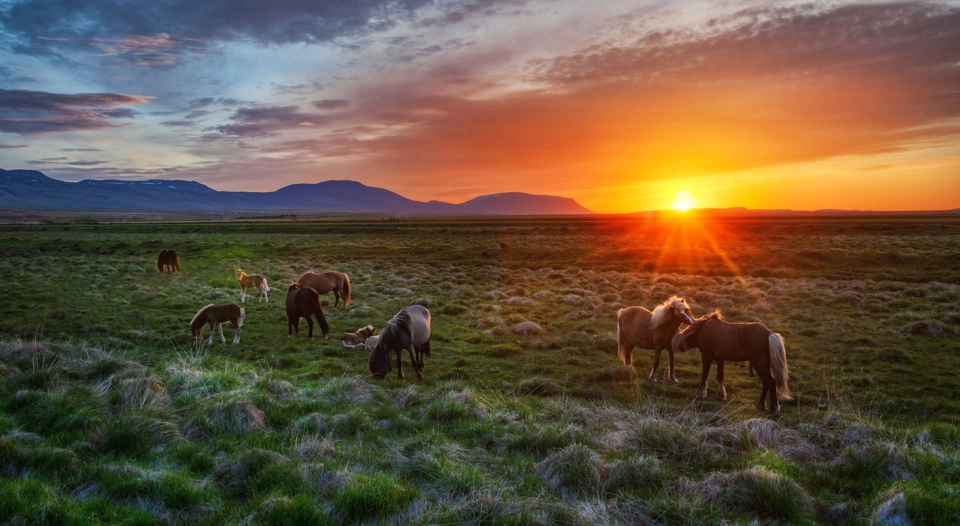 Iceland Green Pasture